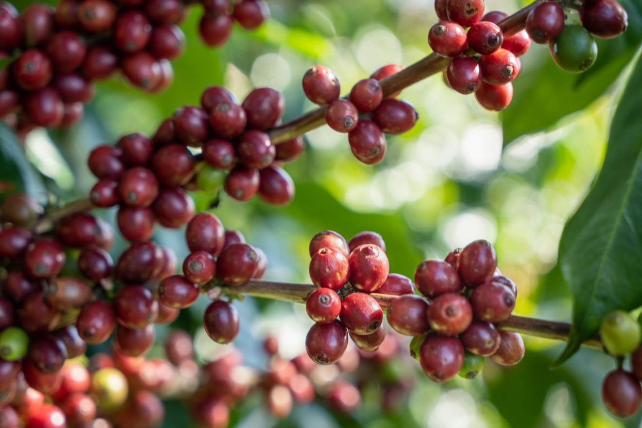 钟薛高新包装产品印有建议零售价(图1)