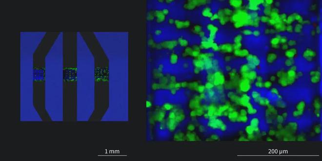 新突破！打印出94纳米直径的柱子绿激光双光子3D打印技术(图9)