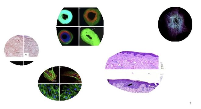 五合一生物3D打印机CHIMERA(图2)