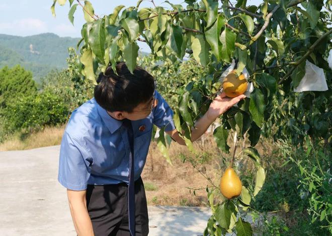 对照说明书多次喷洒农药为啥没有效果？(图2)