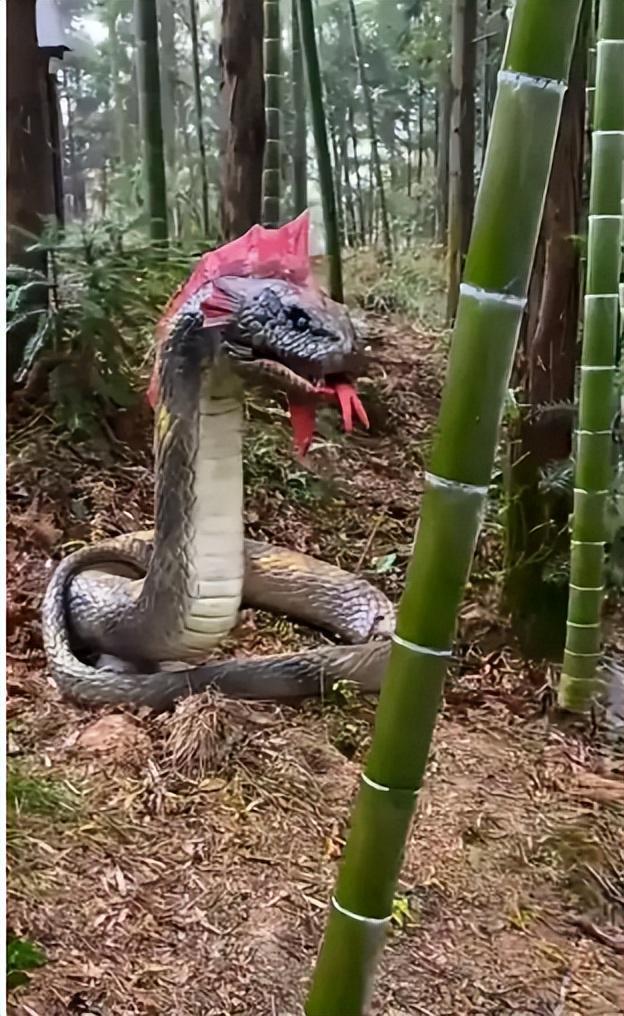 27岁女游客被蛇咬身亡！身材一绝是家中独生女肤白貌美太可惜(图11)