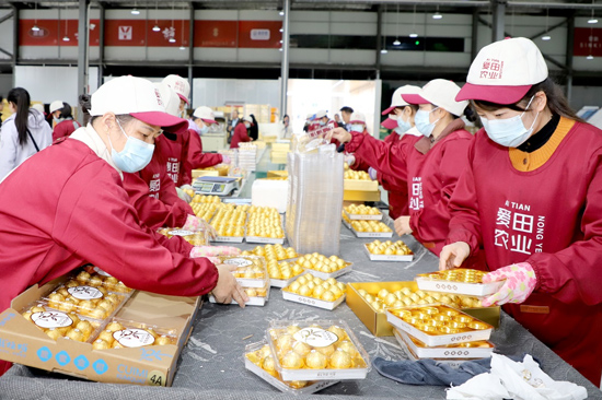 融安金桔撑起百亿大产业(图3)