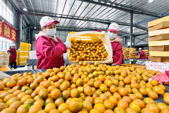 融安金桔撑起百亿大产业(图2)