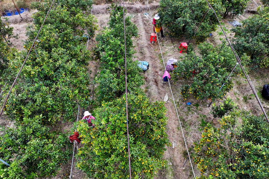融安金桔撑起百亿大产业(图1)