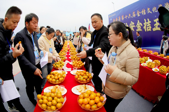 融安金桔撑起百亿大产业(图4)