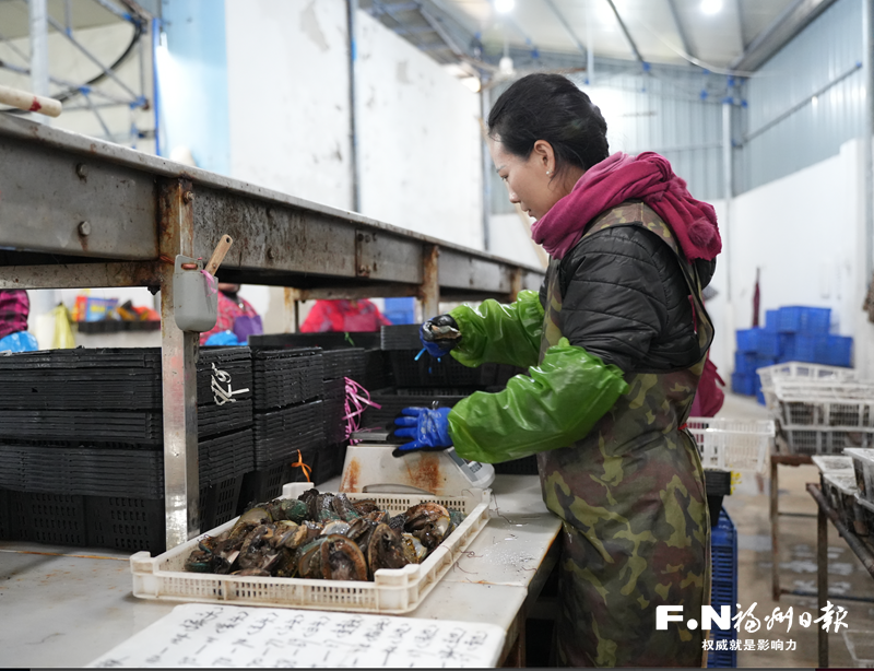 搭乘“特快专列”一路锁住鲜味连江鲍鱼从大海“直游”全国(图1)